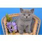 Britisch Kurzhaarkatze - Kater