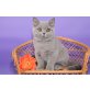 Britisch Kurzhaarkatze - Kater