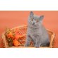 Britisch Kurzhaarkatze - Kater