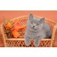 Britisch Kurzhaarkatze - Kater