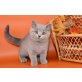 Britisch Kurzhaarkatze - Kater