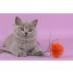 Britisch Kurzhaarkatze - Kater