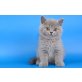 Britisch Kurzhaarkatze - Kater
