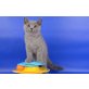 Britisch Kurzhaarkatze - Kater