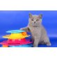 Britisch Kurzhaarkatze - Kater