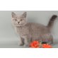 Britisch Kurzhaarkatze - Kater
