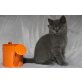 Britisch Kurzhaarkatze - Kater