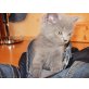 Britisch Kurzhaarkatze - Kater