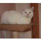Britisch Kurzhaarkatze - Kater