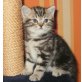 Britisch Kurzhaarkatze - Kater