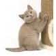 Britisch Kurzhaarkatze - Kater
