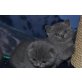 Britisch Kurzhaarkatze - Kater
