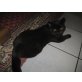Britisch Kurzhaarkatze - Kater