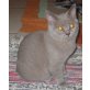 Britisch Kurzhaarkatze - Kater