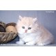 Britisch Kurzhaarkatze - Kater