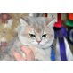 Britisch Kurzhaarkatze - Kater