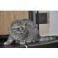 Britisch Kurzhaarkatze - Kater