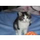 Britisch Kurzhaarkatze - Kater