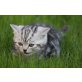 Britisch Kurzhaarkatze - Kater