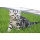 Britisch Kurzhaarkatze - Kater