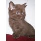 Britisch Kurzhaarkatze - Kater