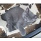 Britisch Kurzhaarkatze - Kater