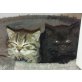 Britisch Kurzhaarkatze - Kater