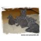 Britisch Kurzhaarkatze - Kater
