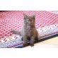 Britisch Kurzhaarkatze - Kater