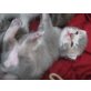 Britisch Kurzhaarkatze - Kater