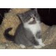 Britisch Kurzhaarkatze - Kater