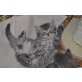 Britisch Kurzhaarkatze - Kater