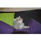 Britisch Kurzhaarkatze - Kater
