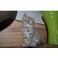 Britisch Kurzhaarkatze - Kater