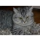 Britisch Kurzhaarkatze - Kater