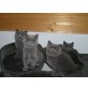 Britisch Kurzhaarkatze - Kater