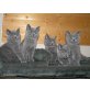 Britisch Kurzhaarkatze - Kater