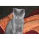 Britisch Kurzhaarkatze - Kater