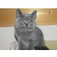Britisch Kurzhaarkatze - Kater