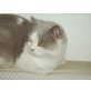 Britisch Kurzhaarkatze - Kater