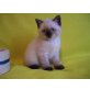 Britisch Kurzhaarkatze - Kater