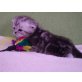 Britisch Kurzhaarkatze - Kater