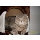 Britisch Kurzhaarkatze - Kater