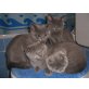 Britisch Kurzhaarkatze - Kater