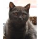 Britisch Kurzhaarkatze - Kater