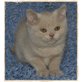 Britisch Kurzhaarkatze - Kater