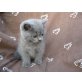 Britisch Kurzhaarkatze - Kater