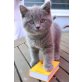 Britisch Kurzhaarkatze - Kater