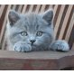 Britisch Kurzhaarkatze - Kater