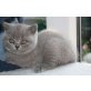 Britisch Kurzhaarkatze - Kater